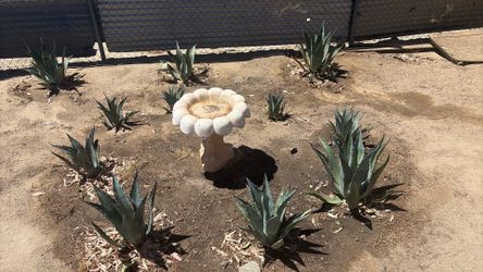 Plants