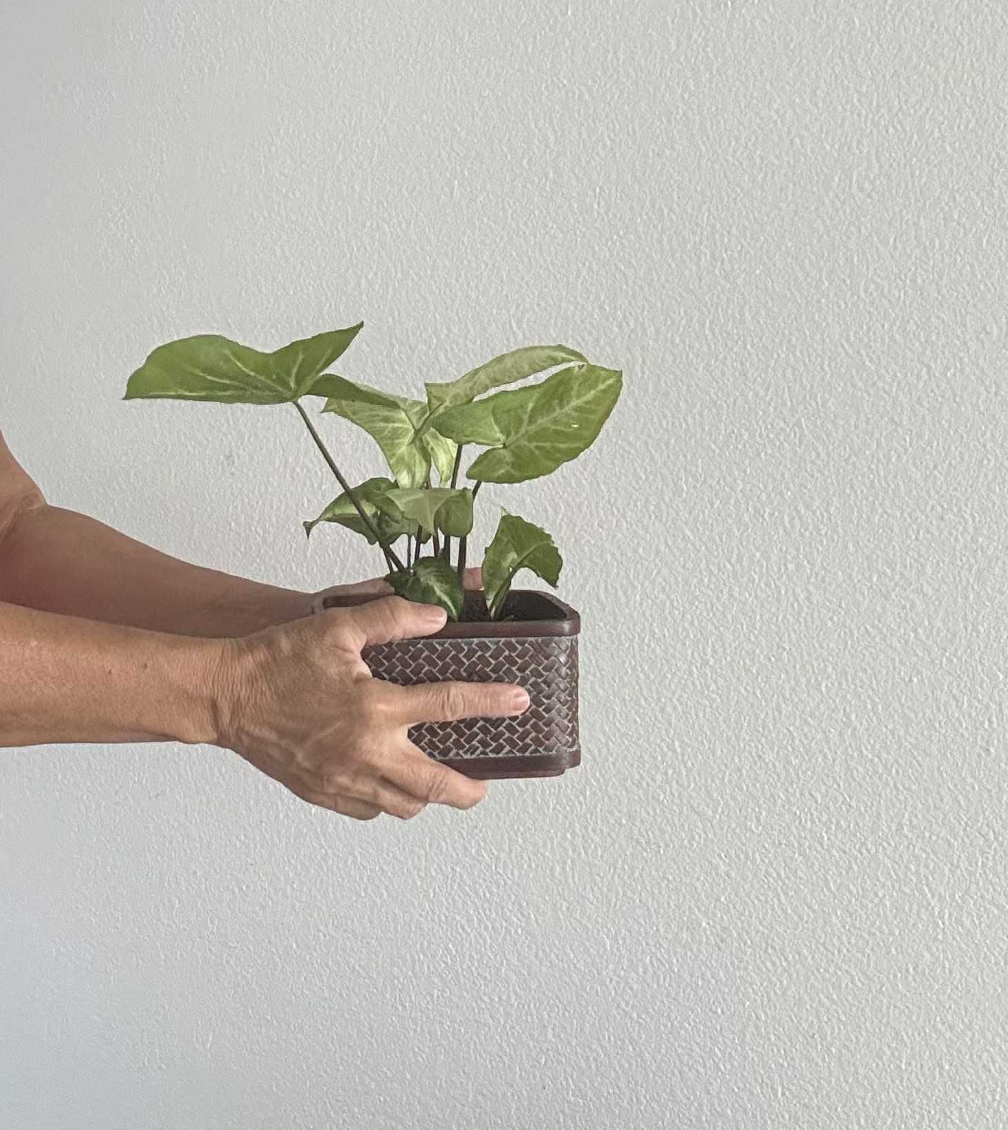 Real Syngonium Plant
