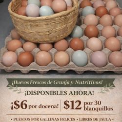  Fresh Organic Eggs 