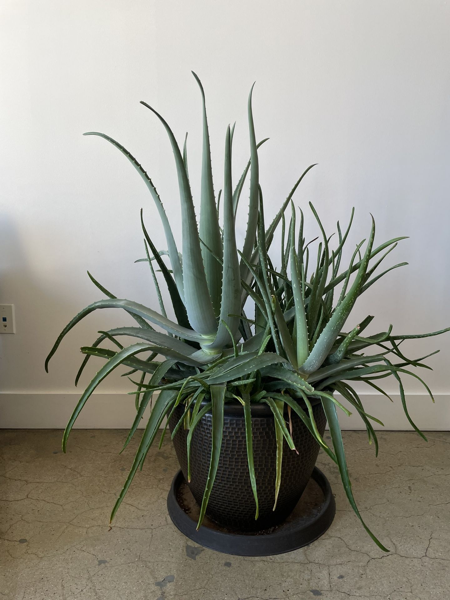 LARGE ALOE VERA PLANT/ POT INCLUDED Home & Garden