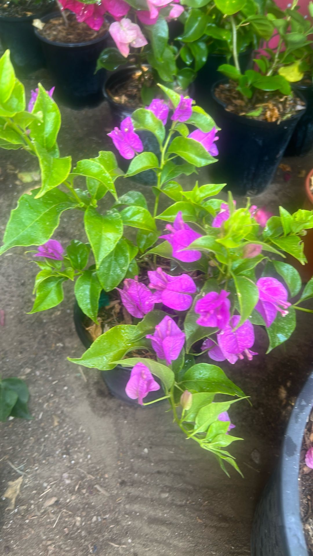 Bougainvillea Plant