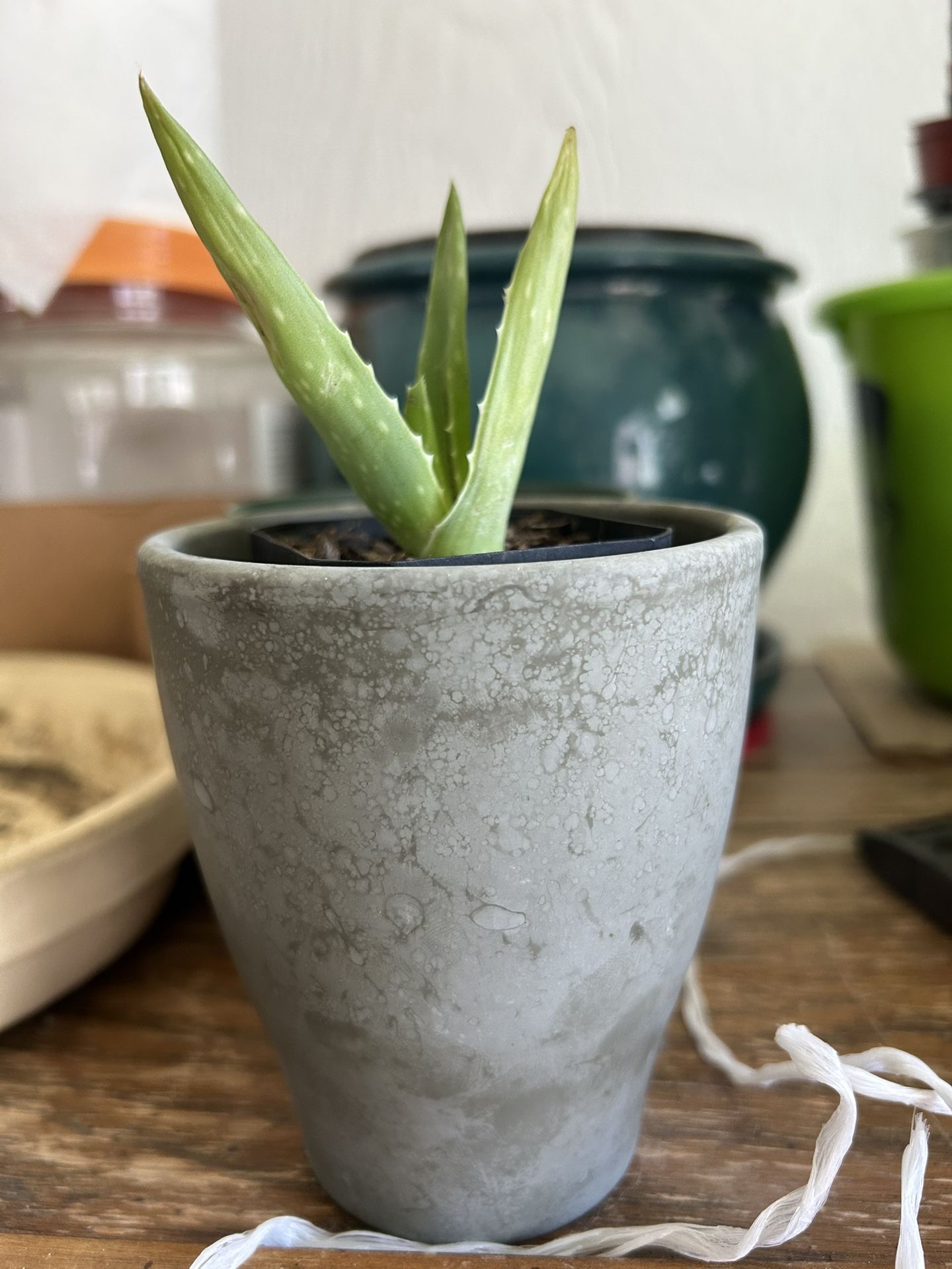 Aloe Vera Succulent 
