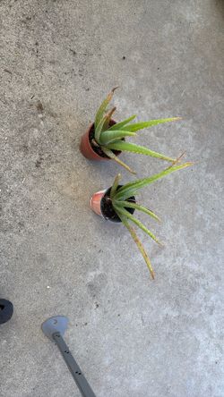 Aloe Vera Plant