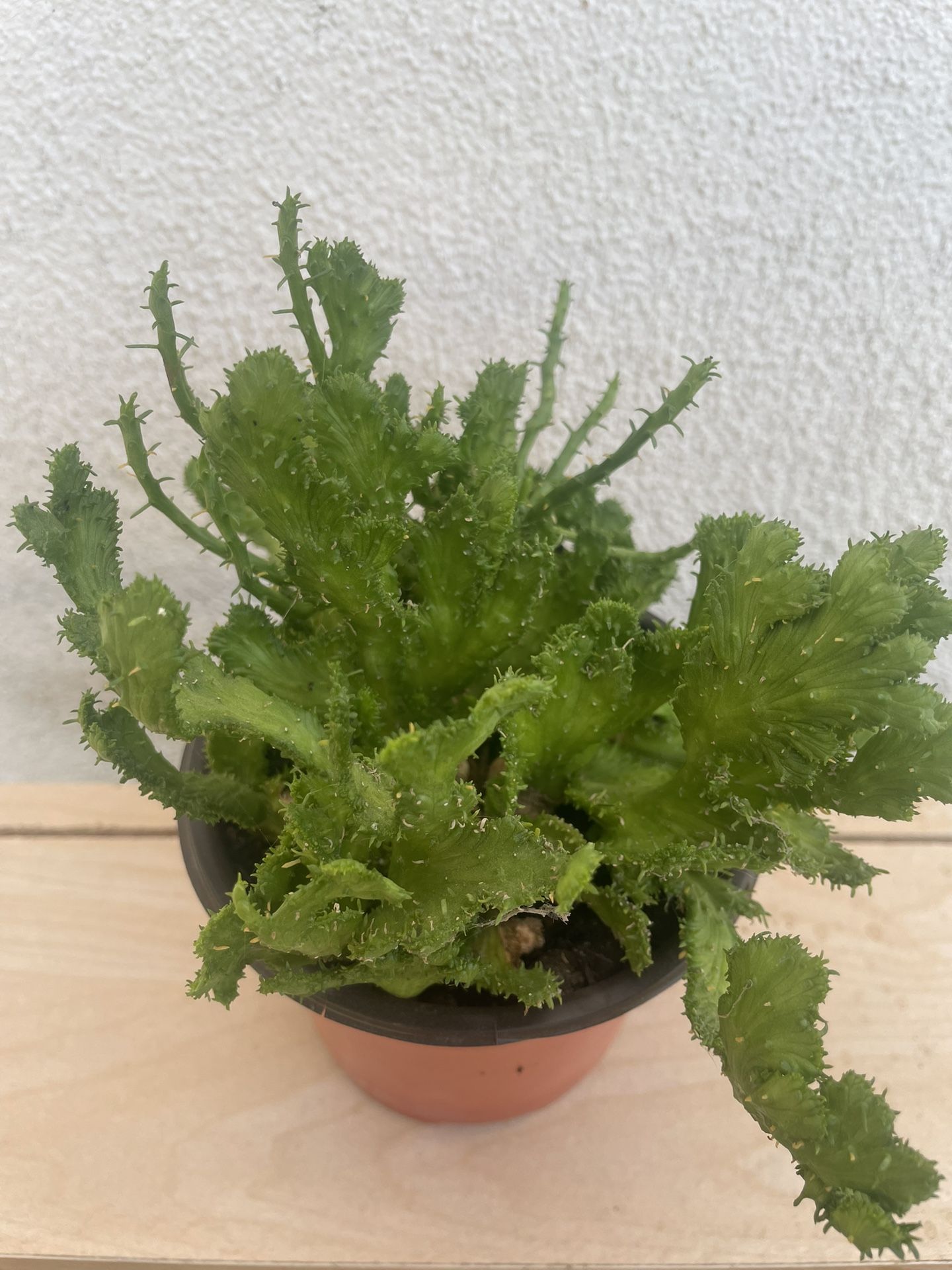 Euphorbia Flanaganii Crested