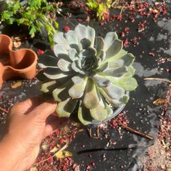 Huge Succulent 