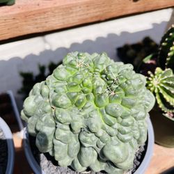 Gymnocalycium Baldianum Monstrose Inermis Cactus Imported