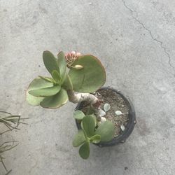 Ready To Bloom  Succulent