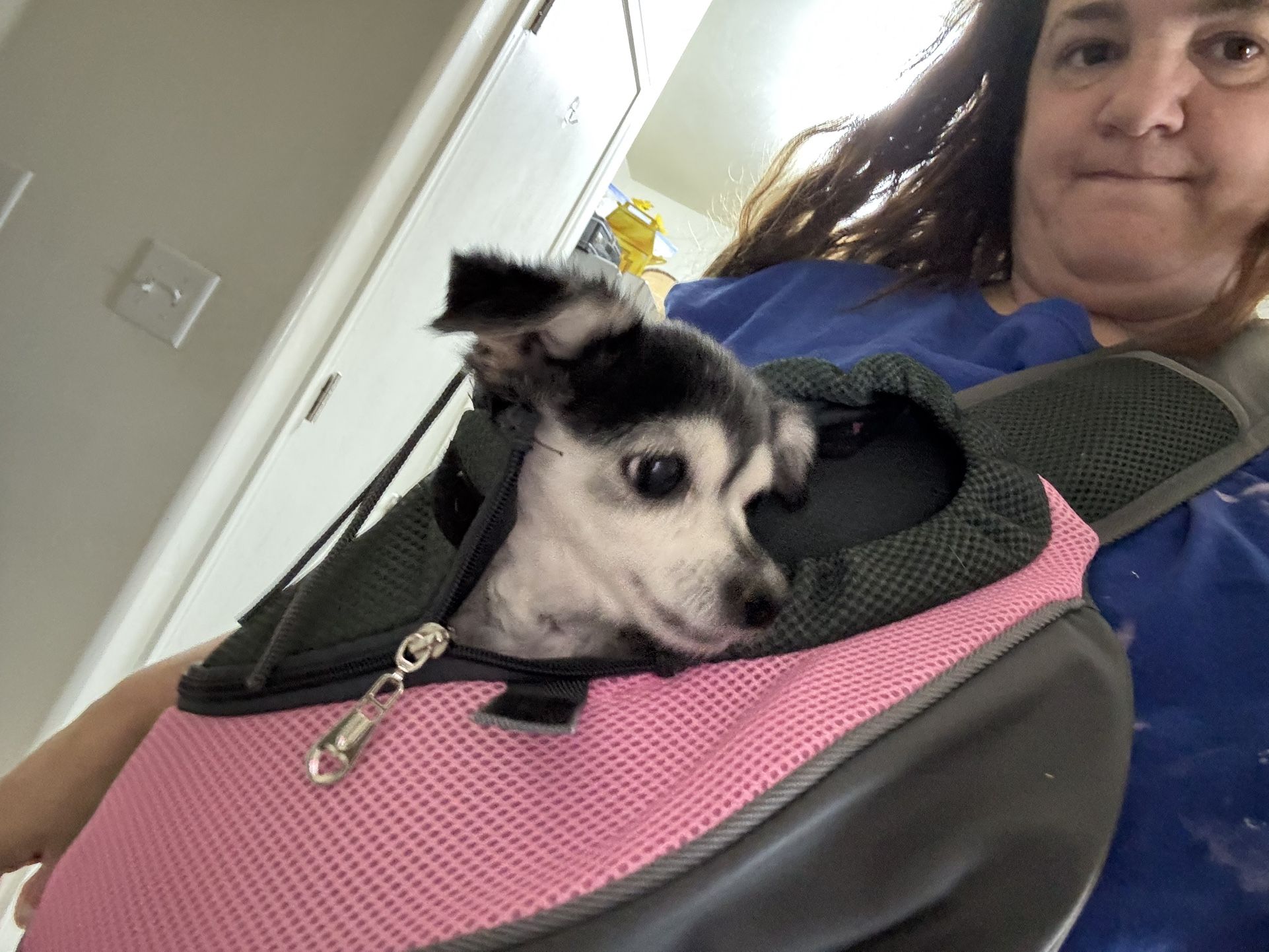 Dog Carrier