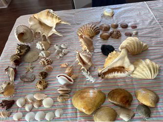 SHELLS