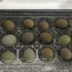 Button Quail Eggs 