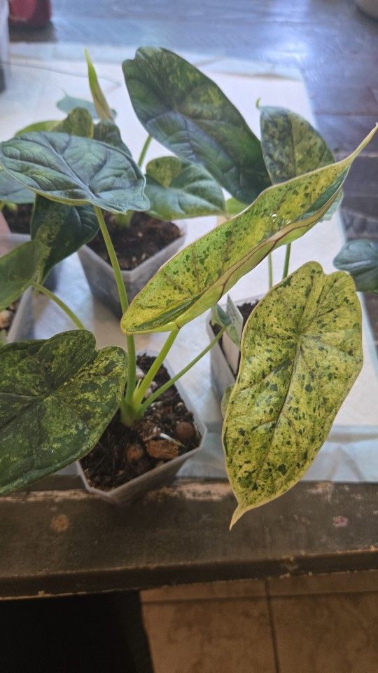 Alocasia Dragon Scale Mint