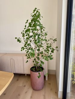 Indoor Plant: 5-7ft Ficus Triangularis
