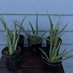 Aloe Vera Plants