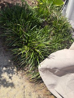 Border grass - lirirope