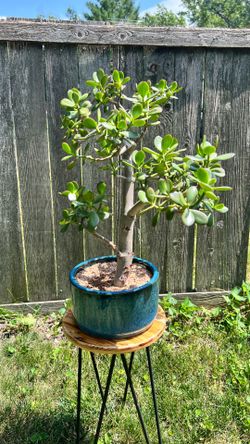 Bonsai Jade