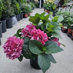 Pink Hydrangea, Hortencia. PLANTS ARRIVE, BEAUTIFUL AND HEALTHY. $25 EACH