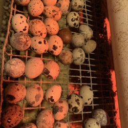 Quail Eggs 