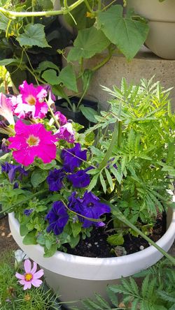 Mixed pot of flowers $20 each