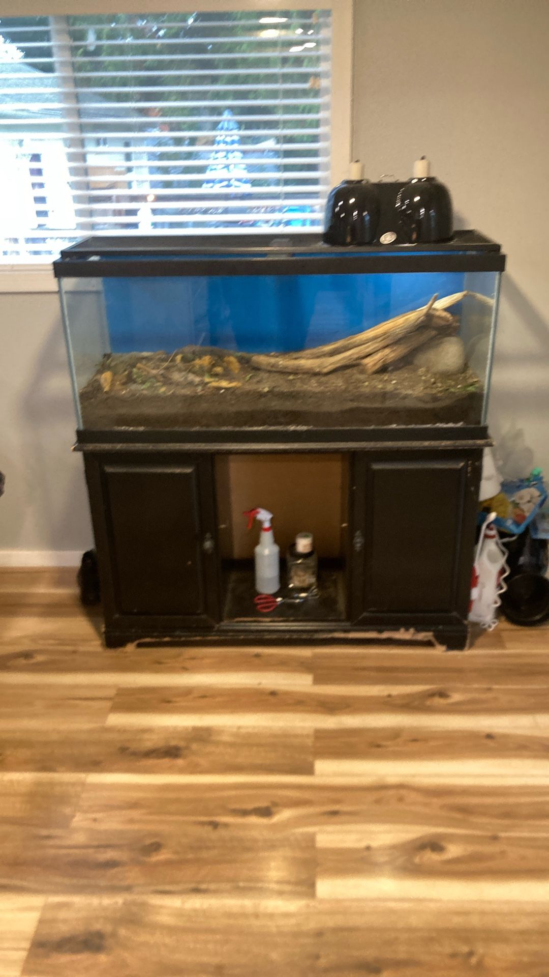 Bearded Dragon Setup