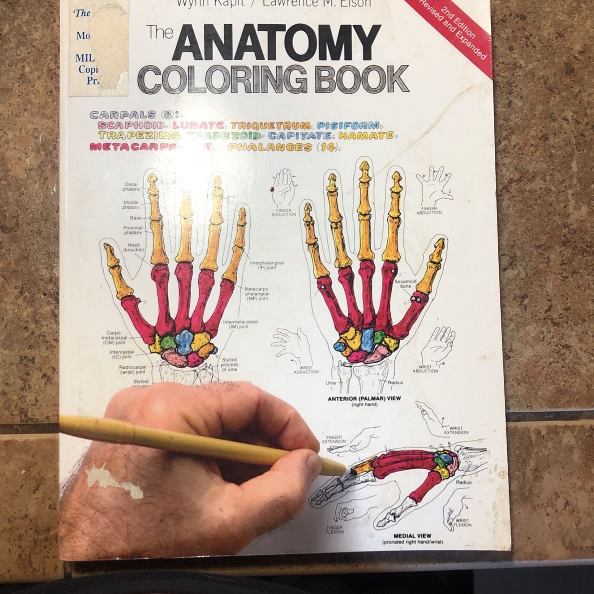 Anatomy Coloring Book (unused!)