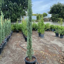 Cypress