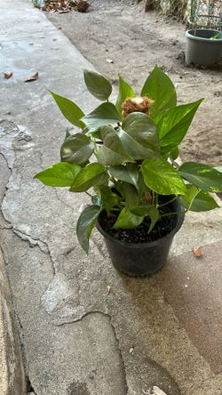 Reg Golden Pothos.
