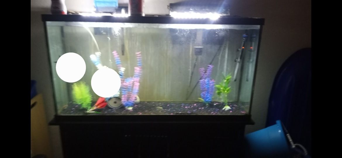 60-gallon Aquarium W Stand