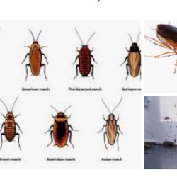 Rat & Bug Pro