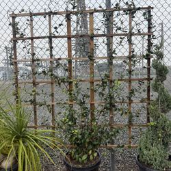 Star Jamsine Trellis 