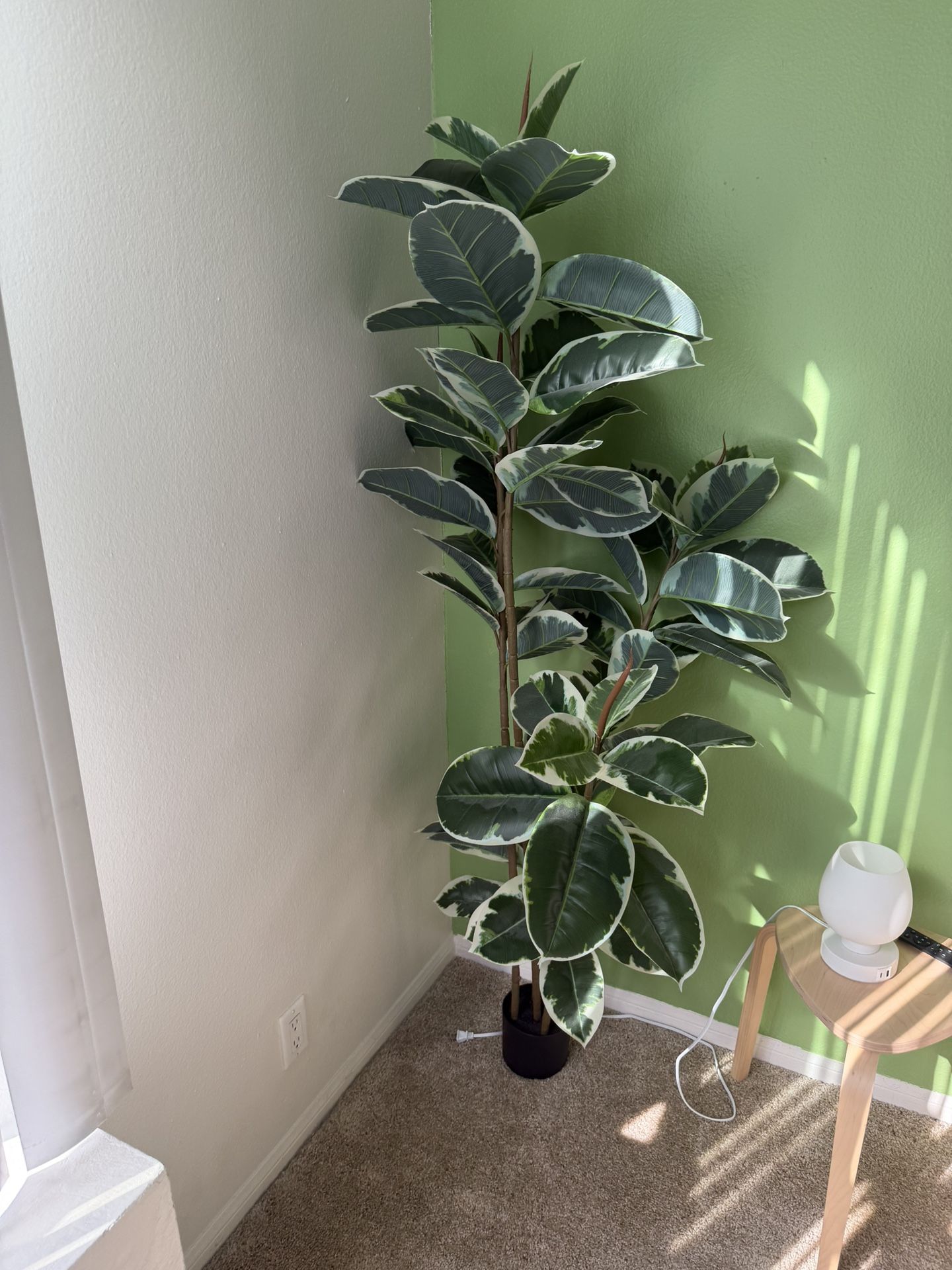 Plant 6ft