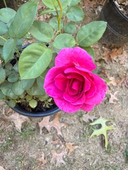 Fragrant rose plant blooming now
