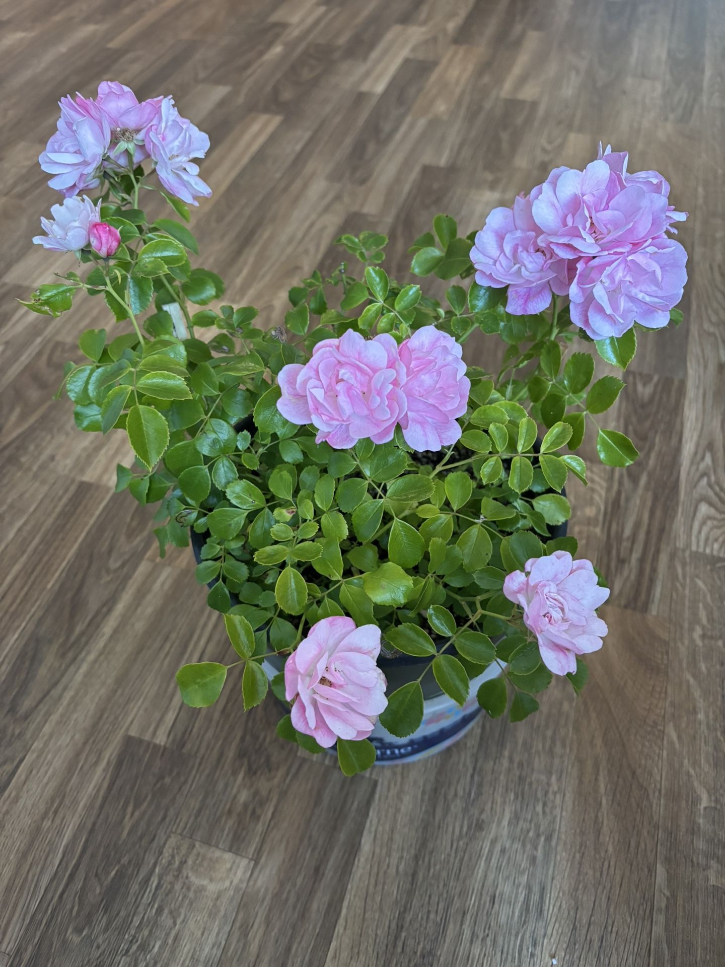 Roses