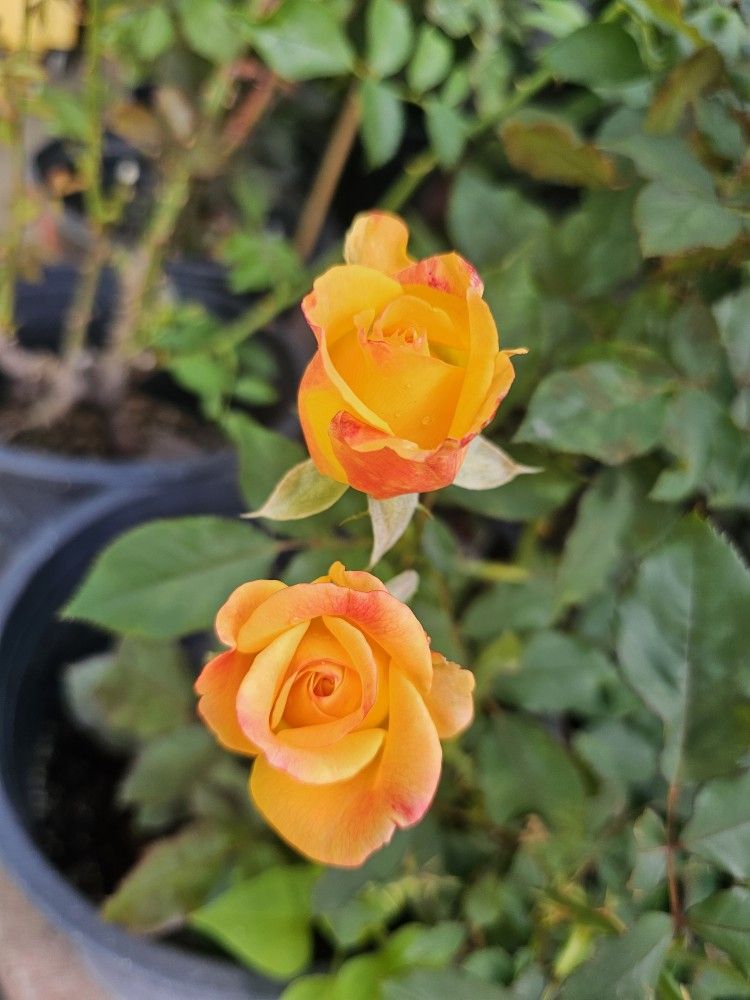 Rose Pot