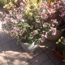 Purple Tradiscatia $15