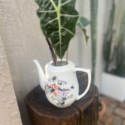 Authentic Chinese Tea Kettle Used As Planter 