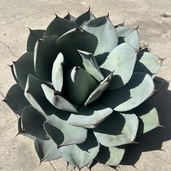 Agave parryi truncata Artichoke Agave 2feet