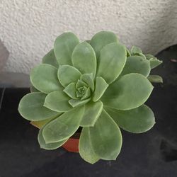 Succulents Plant Sedum.