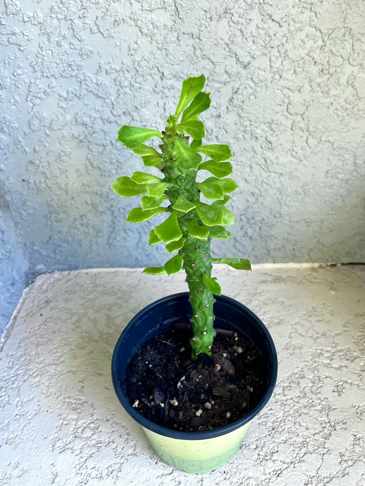 Euphorbia Guentheri Plant