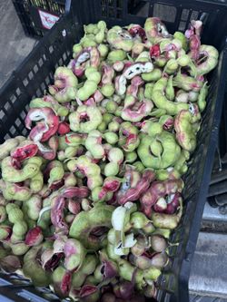 Guamuchiles