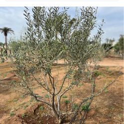 Olea europaea Swan Hill variety fruitless olive trees for sale