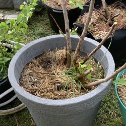 Kadota fig tree , Chicago Hardy, Strawberry Greece , LSU purple, Mulberry tree cuttings.