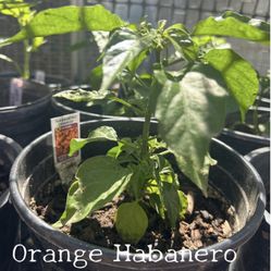 Habanero Plant  (orange) 1 Gallon $5 