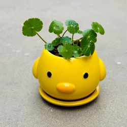 Succulents plants 🪴 （Hydrocotyle verticillata）