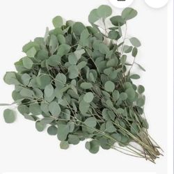 Fresh Eucalyptus ( Every Day ) 