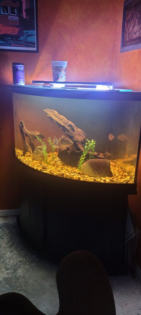92 Gallon Corner Fish Tank Drilled With Wet/Dry Filter