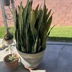 4 FOOT SNAKE PLANT