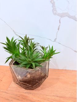 Suculenta Aloe Diente de Tigre