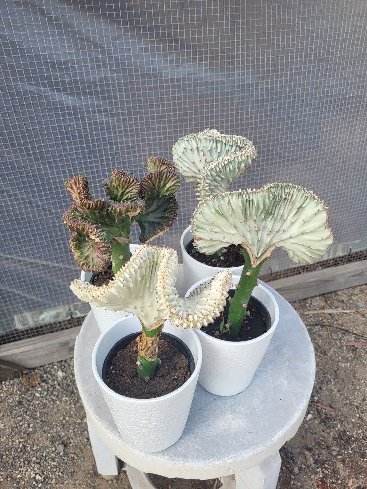 Mermaid Tail Cactus Plant 4" Ceramic Pot $7 Each