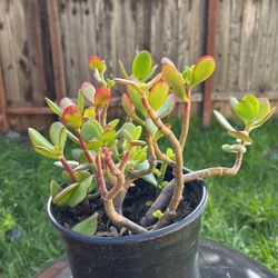 Jade Plant 