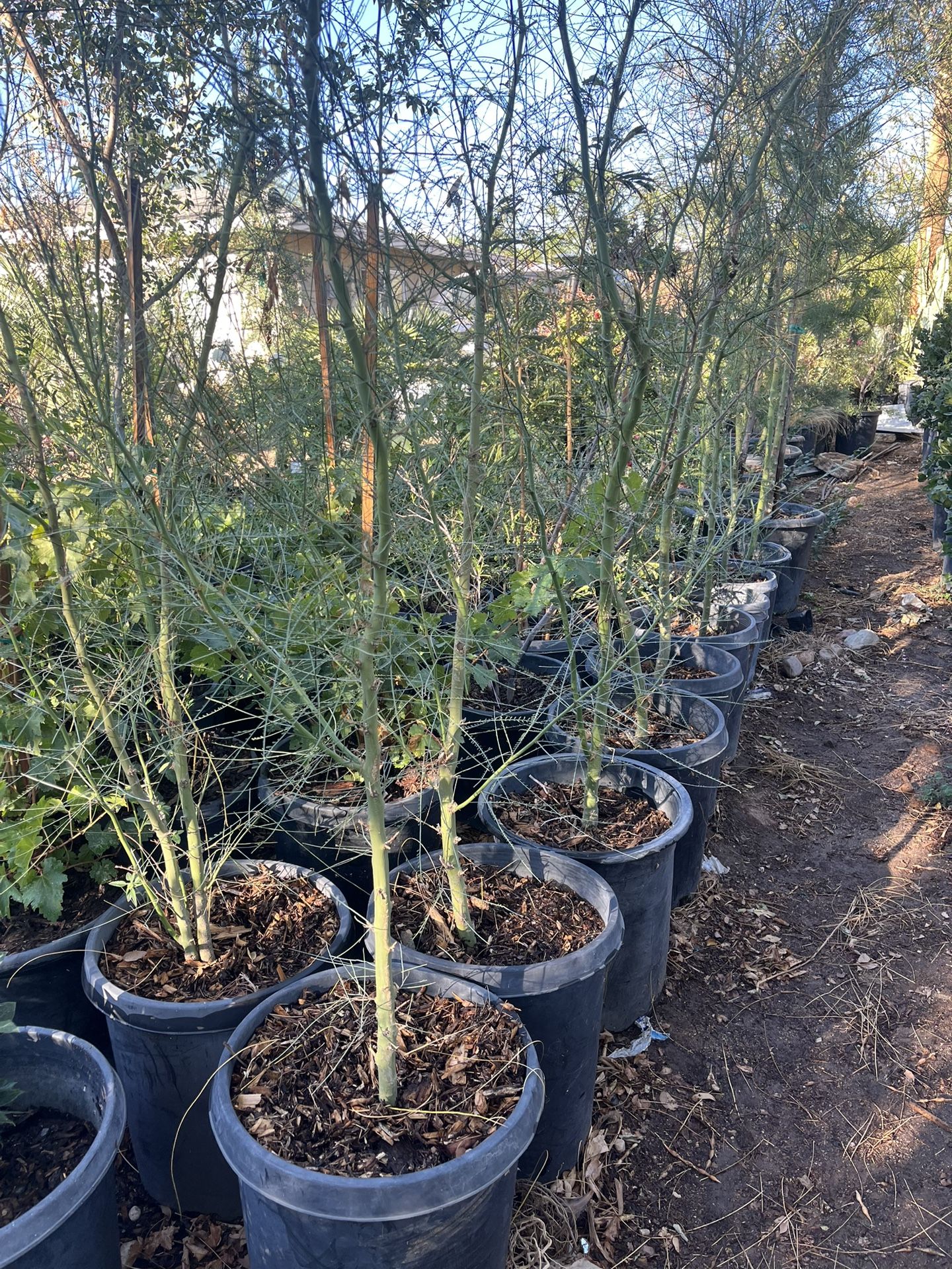 Palo Vede Mesquite
